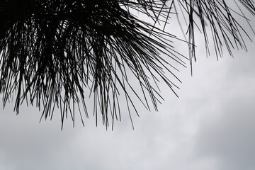 Silhouette of pine trees against sky