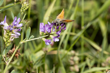butterfly on a flower