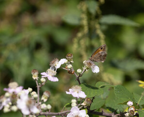 butterfly on a flower