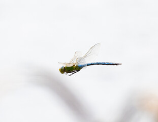 dragonfly flight