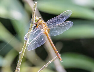 Norfolk hawker back