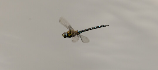 dragonfly in flight