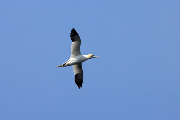 Gannet underview