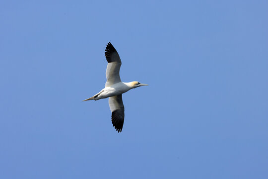 Gannet underview