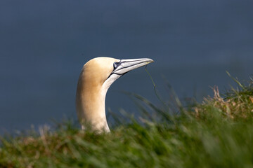 Gannet head