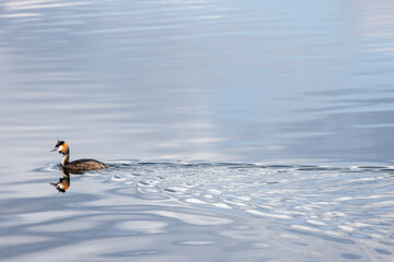 great crested grebe