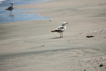 Group of seagulls standing on a quiet beach in Bulgaria, with the gentle shoreline stretching into the distance. The natural coastal setting evokes a peaceful and serene atmosphere. The birds are capt