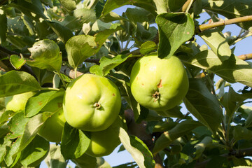 A tree with green apples