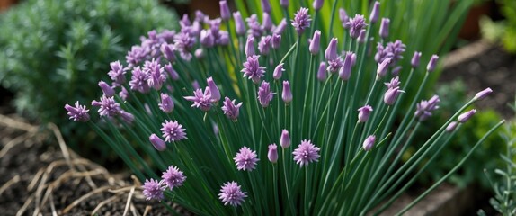Obraz premium Small Purple Chives Flowers Growing In Garden On Bunch Of Herbs, Closeup Detail with Empty Copy Space For Text