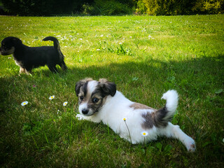 jack russell terrier puppy