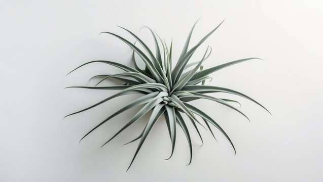 air plant on a isolated white background