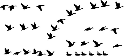 Fototapeta premium set of goose vector illustration flat style black silhouette 