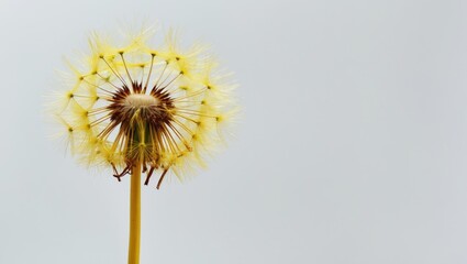 Obraz premium Single Yellow Dandelion Isolated On White Background with Empty Copy Space for Text