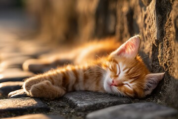 Small orange tabby kitten sleeping peacefully, relaxed pose with paws stretched, fur glowing in soft sunligh