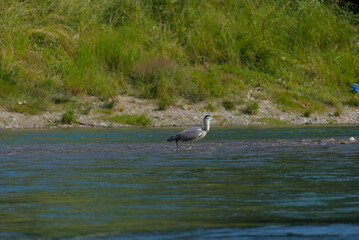 Serene grey heron wades calmly in shallow river waters, a peaceful scene of wildlife in its natural habitat, perfect for nature and tranquility themes.