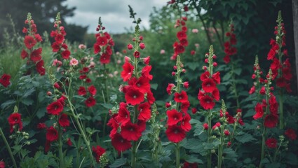 Obraz premium Red hollyhocks blooming in early summer garden with empty space for text.