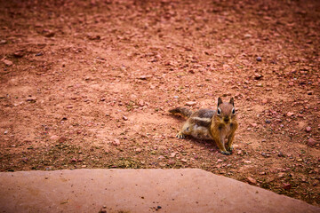 Chipmunk on Red Earth in Bryce Canyon National Park Wildlife and Nature Utah