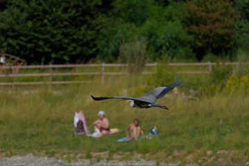 Graceful grey heron soars above shimmering water, a serene moment of wildlife in motion, capturing natural beauty and freedom.