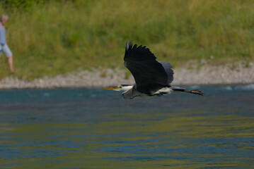 Graceful grey heron soars above shimmering water, a serene moment of wildlife in motion, capturing natural beauty and freedom.