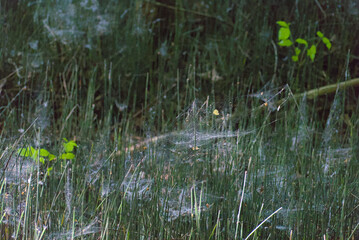 Delicate spiderwebs shimmer among tall green grass, evoking a mysterious, natural ambiance. Perfect for themes of subtle beauty, nature's intricate details, or woodland enchantment.