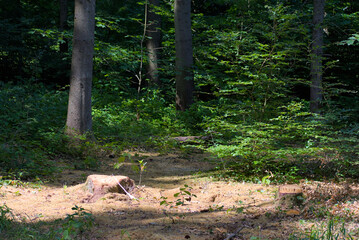 Sunlight illuminates tree stumps in a lush forest, creating a scene of serene nature with subtle signs of human activity, conveying growth and change.