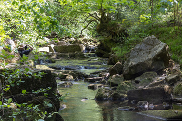 small waterfall in the forest