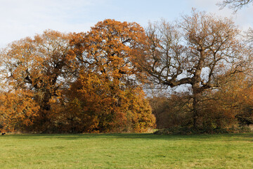 trees in autumn