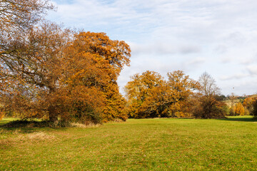 autumn trees in the park