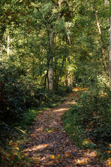 path in autumn forest
