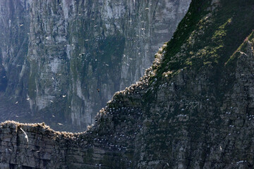 seabirds on cliff