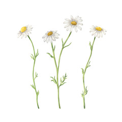 Hand-painted watercolor set with delicate chamomile flowers. Botanical floral elements isolated on a white background. For wedding designs, greeting and invitational cards, packaging.