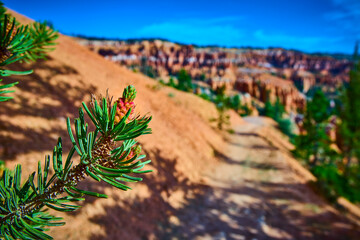 Pine Branch and Young Cone in Focus with Trail and Hoodoos in Bryce Canyon