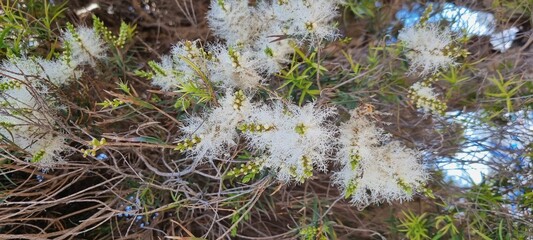 White Fluffy Wildflowers with Green Leaves and Branches in Natural Sunlight