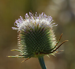 Common Teasel (Dipsacus fullonum) in bloom, late springtime - early summer. Natural backlighting...