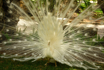 samiec pawia, biały paw w parku z otwartym ogonem, white peacock in the park with its tail spread, biały ogon pawia, Pavo, Male white peacocks, white peacock with open tail  © kateej