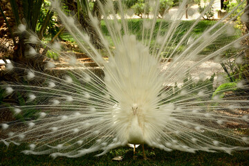 samiec pawia, biały paw w parku z otwartym ogonem, white peacock in the park with its tail spread, biały ogon pawia, Pavo, Male white peacocks, white peacock with open tail   © kateej