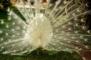 samiec pawia, biały paw w parku z otwartym ogonem, white peacock in the park with its tail spread, biały ogon pawia, Pavo, Male white peacocks, white peacock with open tail  © kateej
