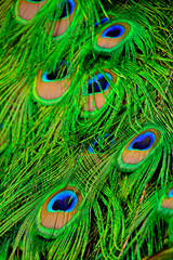 Fototapeta premium pawie oko, pawi ogon zielony, naturalna tekstura piór pawia, Paw indyjski, paw niebieski, paw zwyczajny, Pavo cristatus, pavone, Peacock feather, texture of peacock, peacock feathers background 