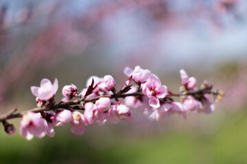 Pink Cherry Blossoms