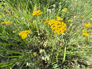 Yellow yarrow, Achillea millefolium, flowers in close up. Herbal militaris, lamprey flower. Yarrow (Achillea millefolium) blooms yellow. Tiny little golden flowers.
