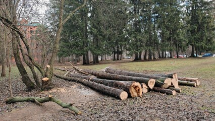 Logs of coniferous and deciduous species lie on the grass with fallen leaves at the edge of the...
