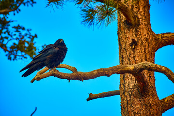 Raven Perched on Pine Branch with Bright Blue Sky and Tree Trunk in Nature