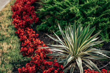 Decorative design - yucca and red flowers in landscaped garden with conifers.