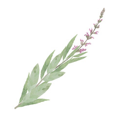 Watercolor illustration of salvia. Hand-drawn isolated clip-art on white background. Delicate realistic images of herbs for packaging, textiles, printing, holiday cards, wedding, menu