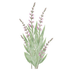 Fototapeta premium Bouquets of medicinal herbs. Echinacea,salvia,valerian,cornflower,Hypericum,chamomile.Hand-drawn isolated set of clip-art on white.Realistic images for packaging, textiles,wedding,cards,menu