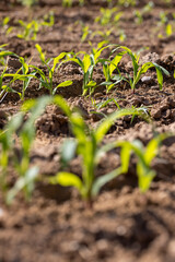 field with fresh corn sprouts in fertile soil with fertilizers, a field with ordinary soil that was fertilized