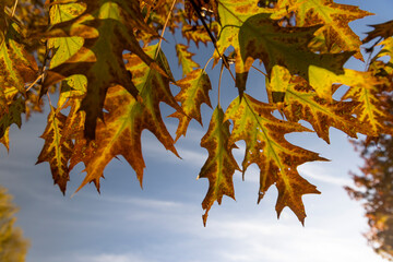 orange oak tree growing in the autumn , oak branches with yellowing foliage in sunny weather in autumn