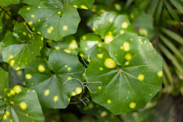 Green and Yellow Polka Dot Plant 