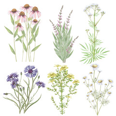 Naklejka premium Bouquets of medicinal herbs. Echinacea,salvia,valerian,cornflower,Hypericum,chamomile.Hand-drawn isolated set of clip-art on white.Realistic images for packaging, textiles,wedding,cards,menu