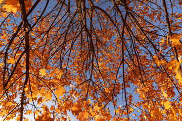 trees in the autumn season close up, colorful foliage on the branches of trees before falling before the fall, sunny weather